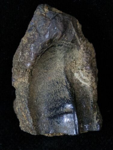 Large Partially Worn Triceratops Tooth - Montana #13020